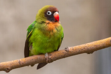 Fototapeta na wymiar Black-cheeked lovebird (Agapornis nigrigenis). Cute parrot species.