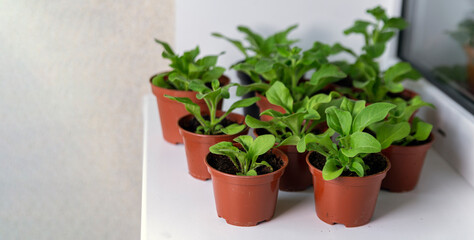 Seedlings of petunia plants in small pots on a windowsill in spring. Gardening, flowers, hobby.
