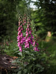 Blooming purple foxglove flowers in the middle of the forest © Eliska
