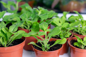 Seedlings of petunia plants in small pots on a windowsill in spring. Gardening, flowers, hobby.