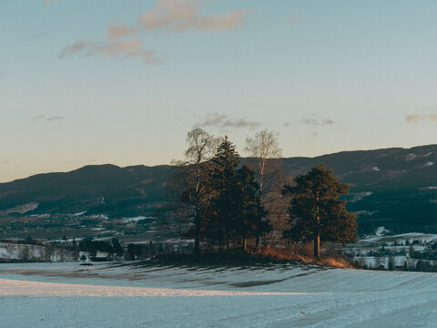 a tree-grove on a field of Toten, Norway, in winter