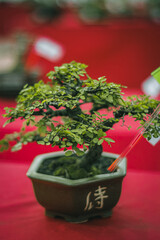 herbs in a bowl
