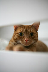 A cute ginger cat looking at the camera