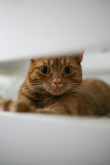 Fototapeta premium A cute ginger cat looking at the camera