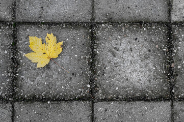 A yellow leaf lying lonely on gray tiles