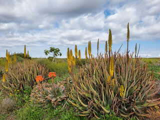 Vega Baja del Segura - El lago azul del Parque Natural de las Lagunas de La Mata y Torrevieja 