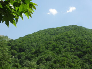 Obraz premium Lonely forest mountain. (These photos have not been tampered with.)