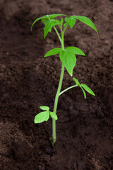 Sprout of a young tomato in a greenhouse. Growing tomatoes.