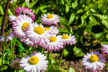 Daisies (bellis perennis). Natural summer background © Екатерина Сулина