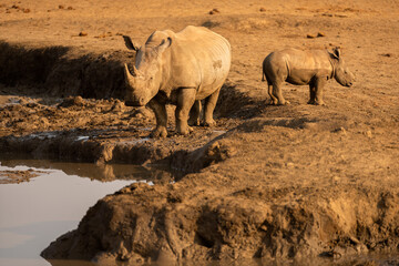 A horizontal photograph of a mother rhino and her calf, drinking at a waterhole at sunset, Madikwe Game Reserve, South Africa.