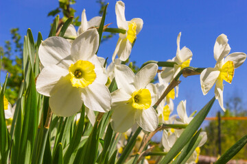 Obraz premium Flowers daffodils in the garden in the spring afternoon.