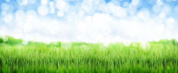 Fototapeta na wymiar Green grass field and clear blue sky