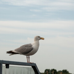 Fototapeta na wymiar A seagull sits on the edge of a pedestal.