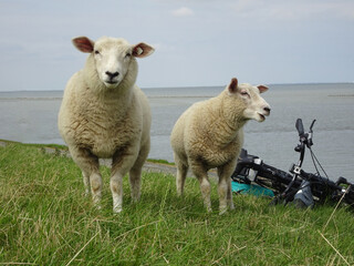 Two sheep and a bicycle on the dike of the North Sea.