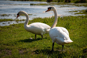 two swans on land on their way to the water