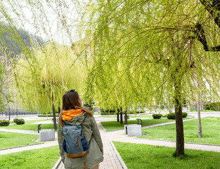 Fototapeta premium Rear view of young female tourist with a backpack walking along the alley of weeping willow with young spring foliage