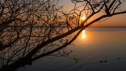 sunset at the sea. Sun shines through the branches of a tree