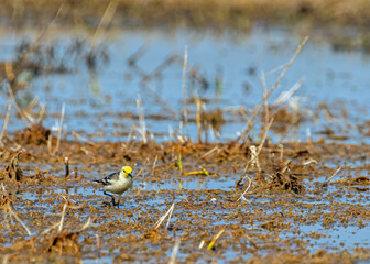 Yellow Wagtail in a lake water