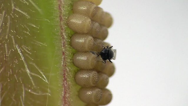 Schlupfwespe parasitiert Wanzeneier