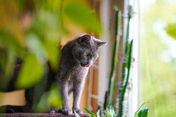 Karthäuser Katze sitz auf dem Katzenbaum und schaut aus dem Fenster