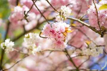 Kirschblüte im Frühling 