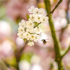 Hummel landet auf einer Kirschblüte im Frühling 