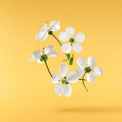 Fototapeta premium A beautiful image of sping white cherry flowers flying in the air