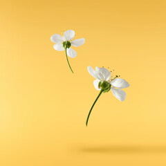 Fototapeta premium A beautiful image of sping white cherry flowers flying in the air