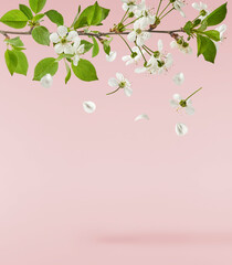 A beautiful image of sping white cherry flowers flying in the air