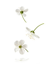 Fototapeta na wymiar A beautiful image of sping white cherry flowers flying in the air