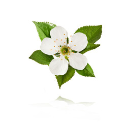 Naklejka premium A beautiful image of sping white cherry flowers flying in the air
