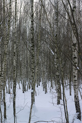 snow-covered birch grove in winter