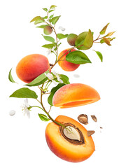 An Apricot branch grows from a seed. Blooming Branch full of apricots and leaves falling in the air.