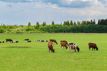 Fototapeta na wymiar Herd of cows graze in the meadow.