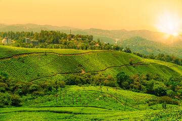 Obraz premium Landscape view of a tea plantation at sunset.