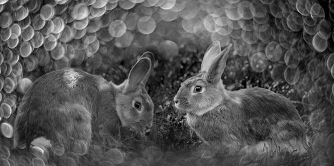 a rabbit in the garden in grass