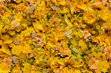Yellow flowers for the background, top view. Floral wallpaper. Texture effect.