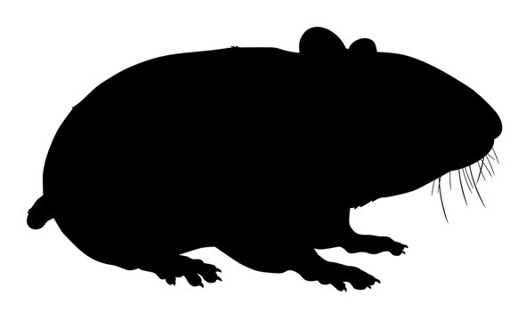 silhouette of a hamster animal vector