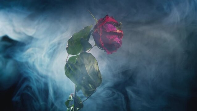 A faded red rose with green leaves on a black background and white smoke. An old flower and swirling smoke.