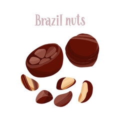 Healthy nutrition product. Brazil nuts whole and half.