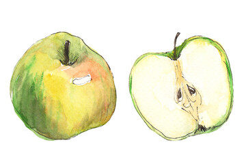 Half an apple painted in watercolor and isolated on a white background. Sketch style illustration