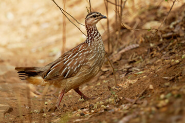 Crested Francolin - Dendroperdix sephaena species of brown bird in the Phasianidae family, found in...