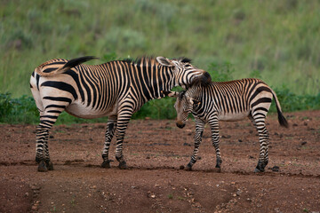 Fototapeta na wymiar young zebra being nurtured by his mother showing the suckling and caressing and pampering between mother and child in the wild
