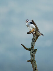 Black-winged Kite or Black-shouldered Kite, Elanus caeruleus, small diurnal bird of prey in family Accipitridae, long-winged grey or white raptor, black shoulder patches, wing tips and eye stripe