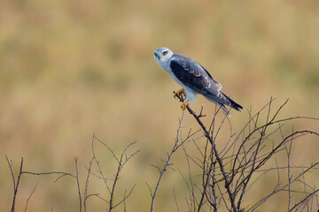 Black-winged Kite or Black-shouldered Kite, Elanus caeruleus, small diurnal bird of prey in family Accipitridae, long-winged grey or white raptor, black shoulder patches, wing tips and eye stripe