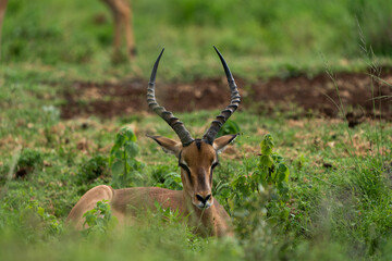 Beautiful portrait of an Impala male with awesome trophy horns sitting down on the ground in the lush green bushveld of South Africa 