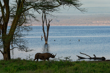 Black Rhinoceros or Hook-lipped Rhinoceros - Diceros bicornis with environment, native to eastern...