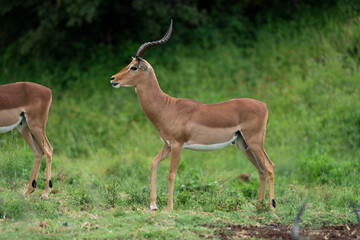 Side view of a male Impala with gorgeous twisted horns showing the beautiful trophy in its natural habitat in the wild