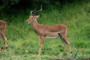 Naklejka na ściany i meble Side view of a male Impala with gorgeous twisted horns showing the beautiful trophy in its natural habitat in the wild