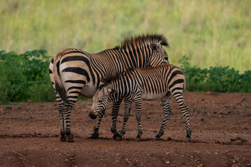 Fototapeta na wymiar young zebra being nurtured by his mother showing the suckling and caressing and pampering between mother and child in the wild